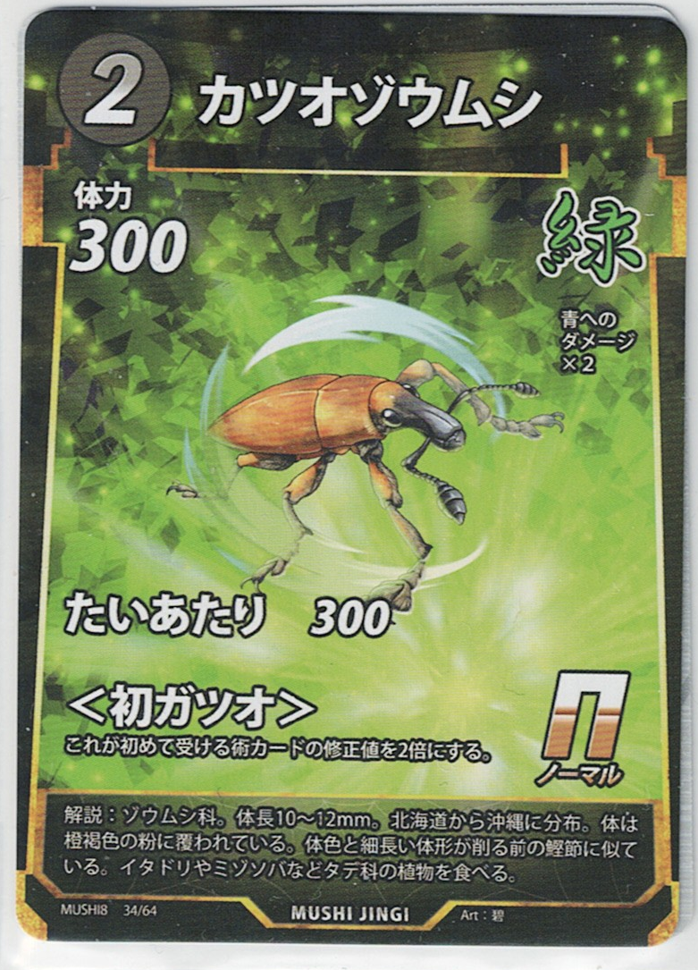 MUSHI8-034 N カツオゾウムシ